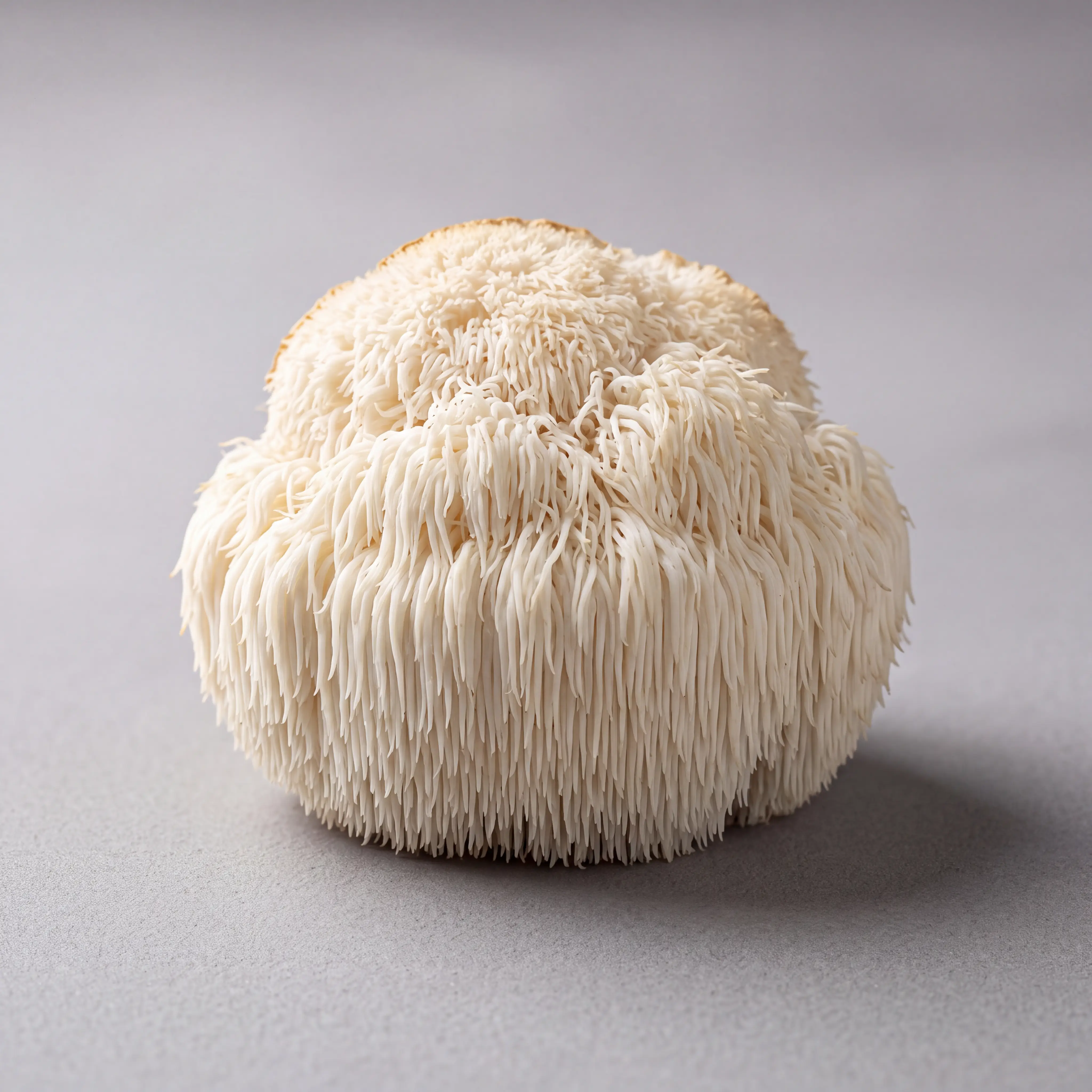 Lion's Mane mushroom on a dove-grey studio background