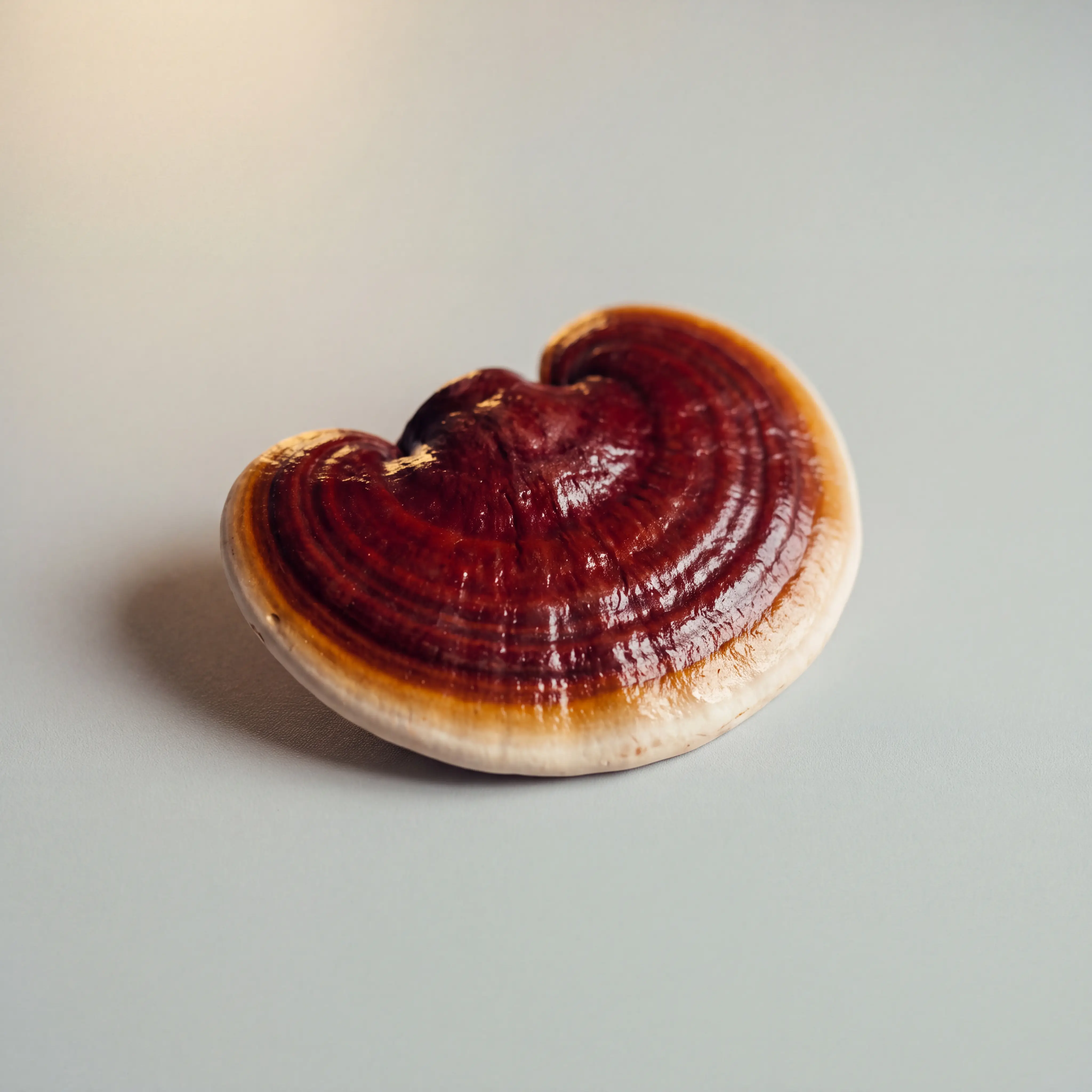 Lacquered red Reishi mushroom on a dove-grey studio background