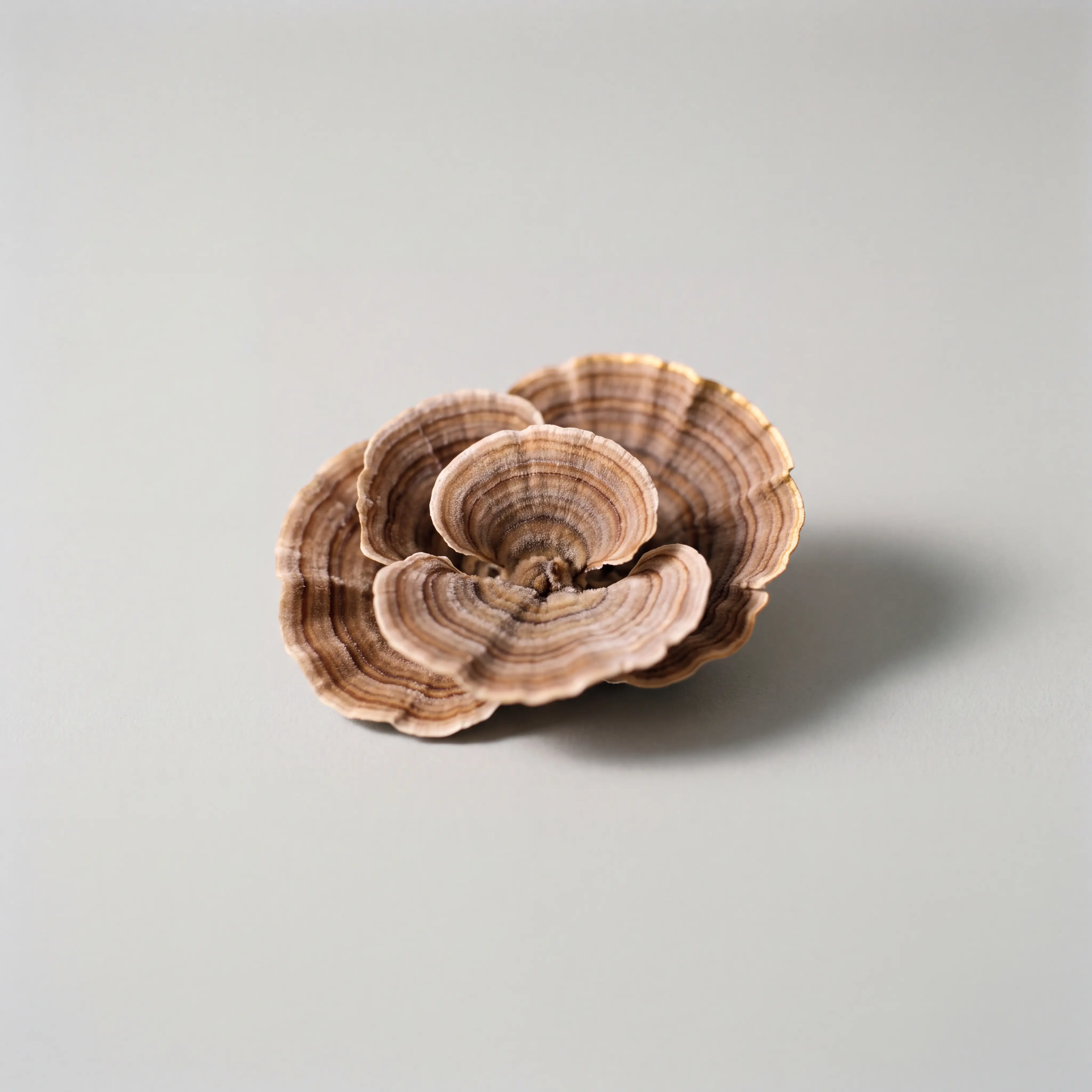 Banded Turkey Tail mushroom cluster on a dove-grey studio background